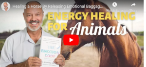 Emotion Code for horses