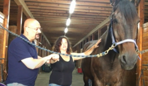 Emotion Code For Horses