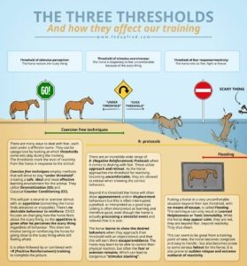Polyvagal Theory & Horses