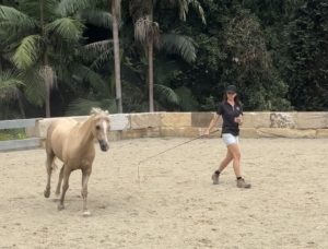 Building trust and connection with your equine partner requires awareness of not only your horse but also awareness of yourself.