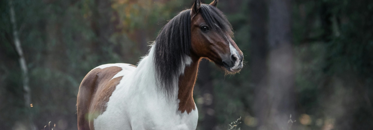 Equine Attunement is a holistic horse treatment that uses applied kinesiology techniques to identify and address underlying health, behavioral, and physical issues in horses
