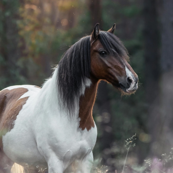 Equine Attunement Sessions