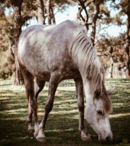 Equine Attunement is a holistic horse treatment that uses applied kinesiology techniques to identify and address underlying health, behavioral, and physical issues in horses