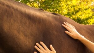Equine Attunement is a holistic horse treatment that uses applied kinesiology techniques to identify and address underlying health, behavioral, and physical issues in horses