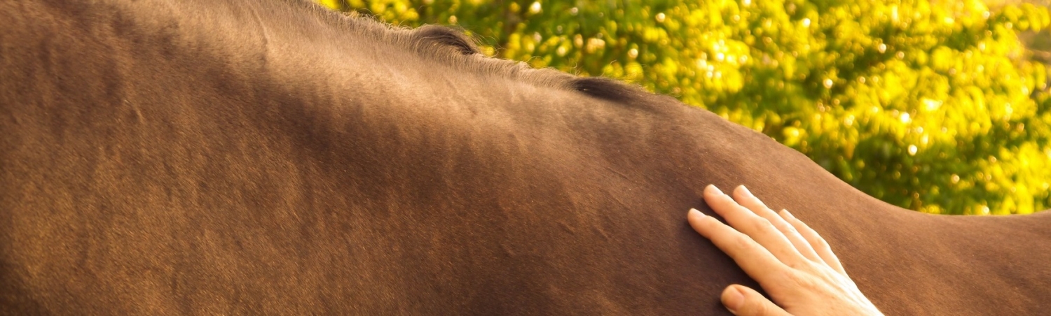 Equine Attunement is a holistic horse treatment that uses applied kinesiology techniques to identify and address underlying health, behavioral, and physical issues in horses