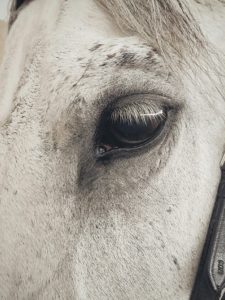 Equine Attunement is a holistic horse treatment that uses applied kinesiology techniques to identify and address underlying health, behavioral, and physical issues in horses