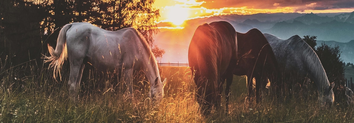 Equine Attunement is a holistic horse treatment that uses applied kinesiology techniques to identify and address underlying health, behavioral, and physical issues in horses